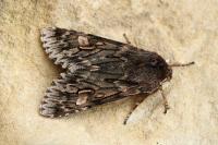 Brachionycha nubeculosa