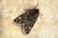 Brachionycha nubeculosa