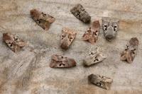 Orthosia gothica