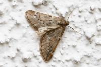 Alsophila aescularia