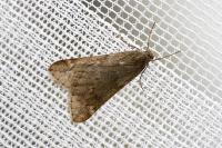 Alsophila aescularia