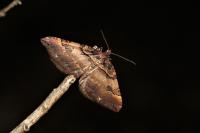 Earophila badiata