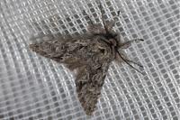 Xylocampa areola
