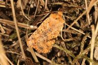 Conistra rubiginea