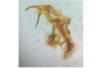Catoptria luctiferella