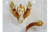 Chersotis ocellina ocellina