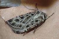 Chersotis anatolica