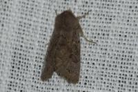 Orthosia populeti