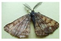 Ematurga atomaria