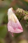 Eublemma purpurina
