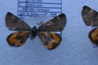 Boudinotiana touranginii