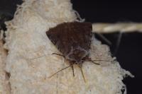 Cerastis rubricosa