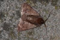 Cerastis rubricosa