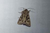 Xylocampa areola