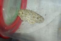 Ectropis crepuscularia