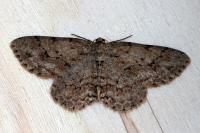 Ectropis crepuscularia