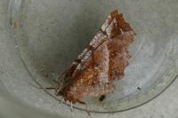 Selenia dentaria