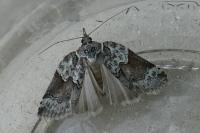 Nycteola siculana