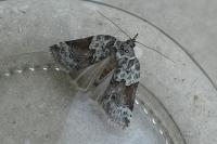 Nycteola siculana