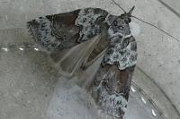 Nycteola siculana