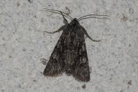 Xylocampa areola