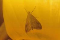 Evergestis forficalis
