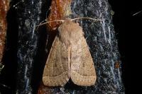 Orthosia cerasi