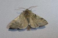 Achlya flavicornis