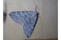 Aplocera simpliciata pierretaria