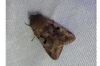 Orthosia gothica