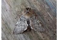 Achlya flavicornis