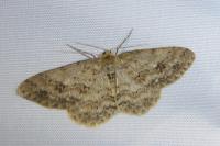 Ectropis crepuscularia