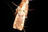 Conistra erythrocephala