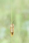 Spiris striata