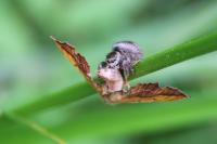Epione repandaria