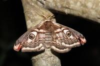 Saturnia pavonia