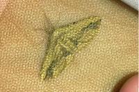 Menophra abruptaria