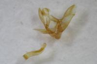 Eudonia lacustrata
