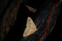 Phigaliohybernia marginaria