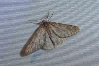 Alsophila aescularia