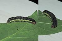 Mamestra brassicae
