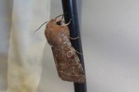 Orthosia incerta