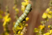 Cucullia thapsiphaga