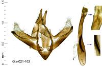 Hyperlais siccalis