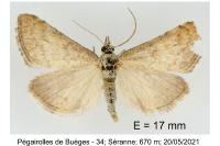 Hyperlais siccalis
