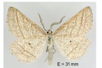 Perconia strigillaria