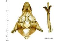 Pempelia compositella