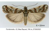 Pempelia compositella
