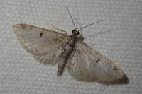 Eupithecia laquaearia
