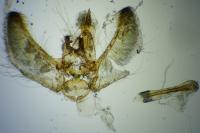 Eupithecia laquaearia